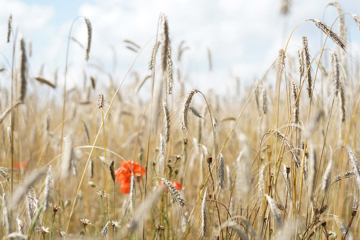 Emissionen verstehen und reduzieren