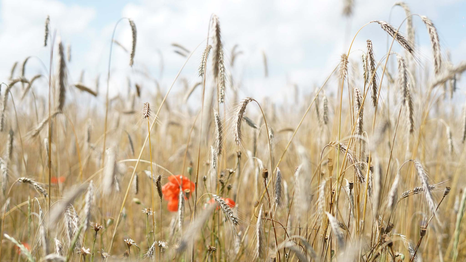 Emissionen verstehen und reduzieren