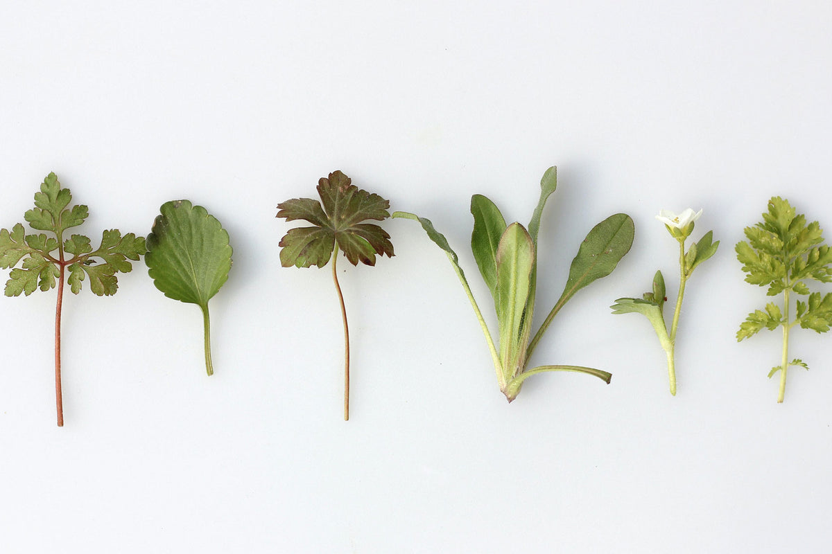 Veganer Shopping Guide