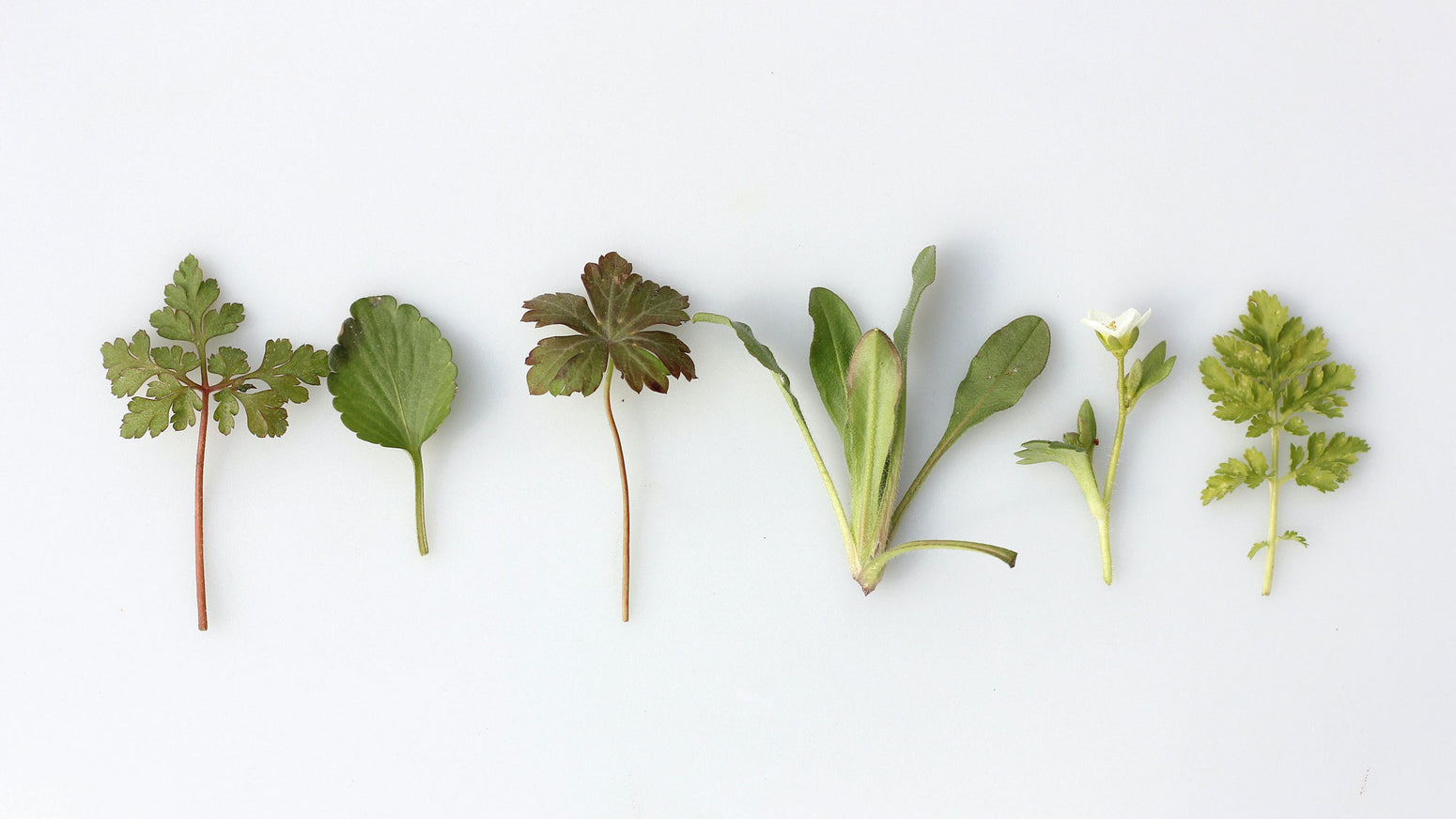 Veganer Shopping Guide